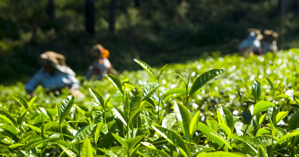 Tea Factories in Nuwara Eliya Pedro Estate & Tea Factory The